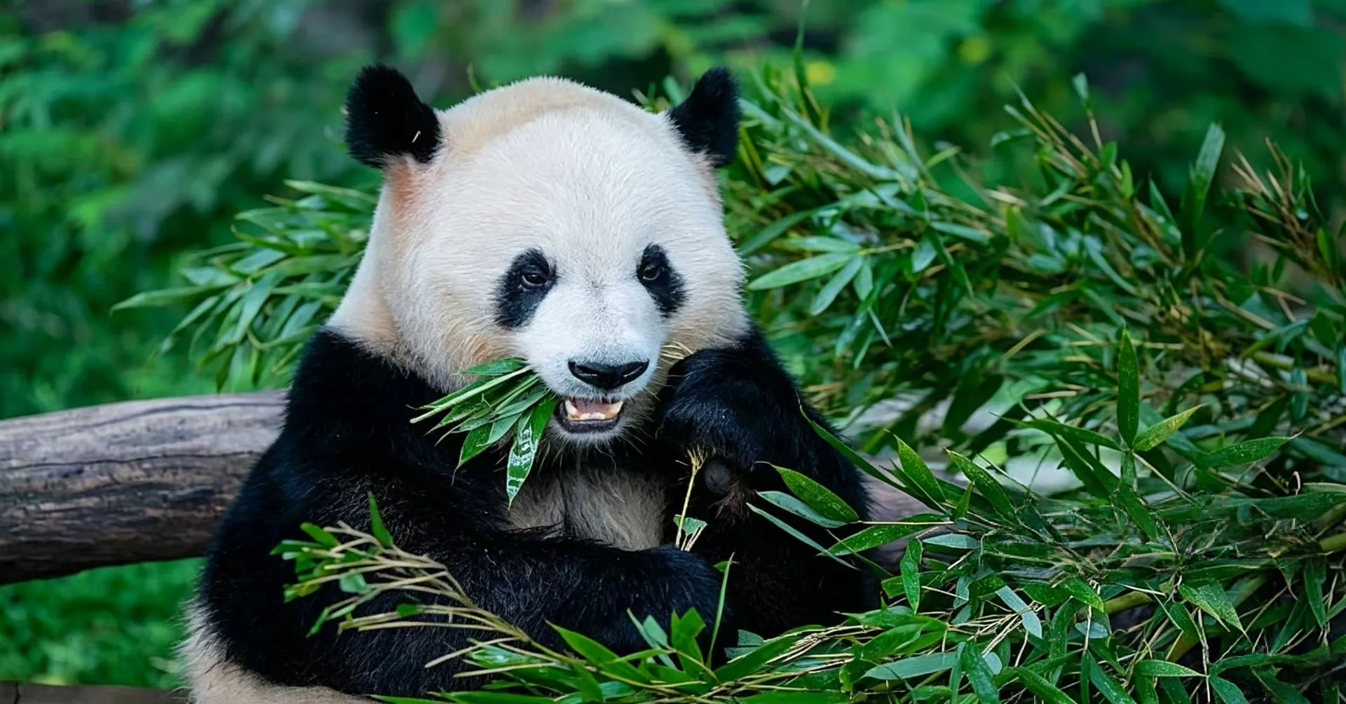 Chengdu Travel Guide: Pandas, Hot Pot & China's Most Relaxed City