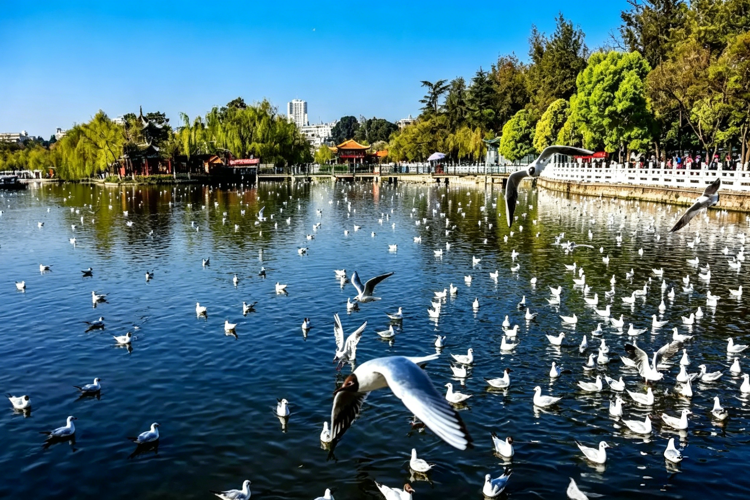 Black-headed gulls in flight over Green Lake — winter visitors from Siberia, Kunming's most beloved seasonal spectacle