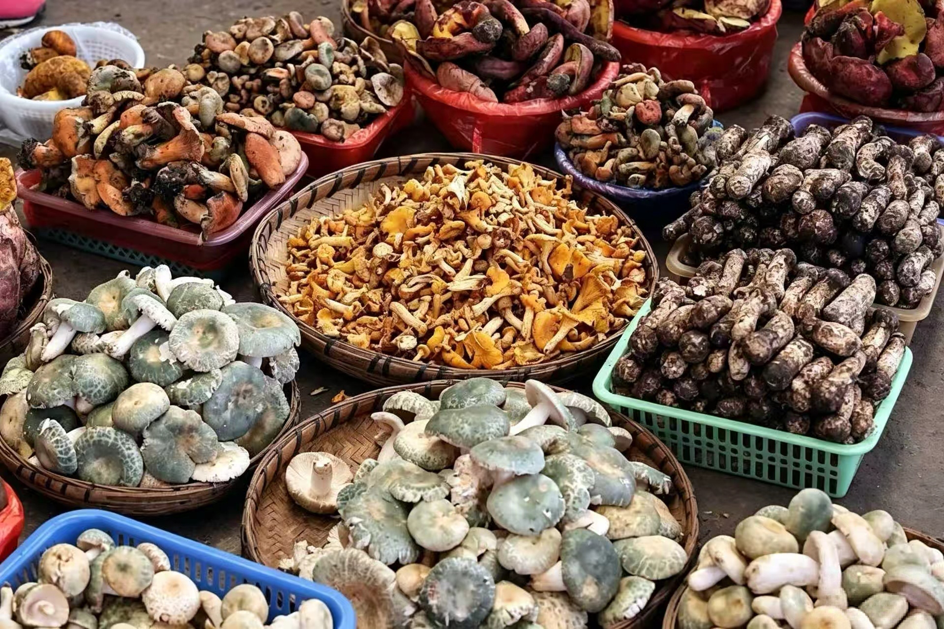 Wild mushrooms at Kunming's Zhuanxin Market — Yunnan is China's mushroom capital
