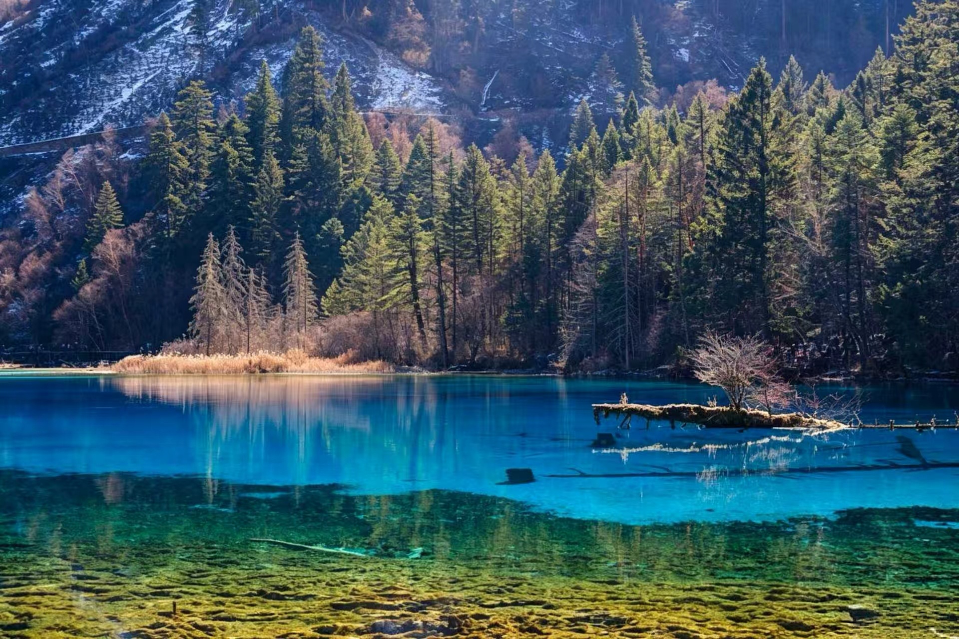 Jiuzhaigou's Five-Flower Lake — turquoise water so clear you can see fallen trees on the lakebed